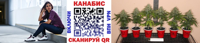 Канабис VHQ Гаджиево